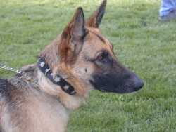 German Shepherd